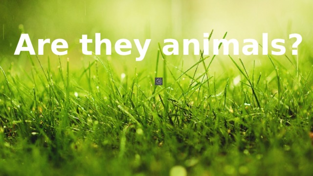 Are they animals? 