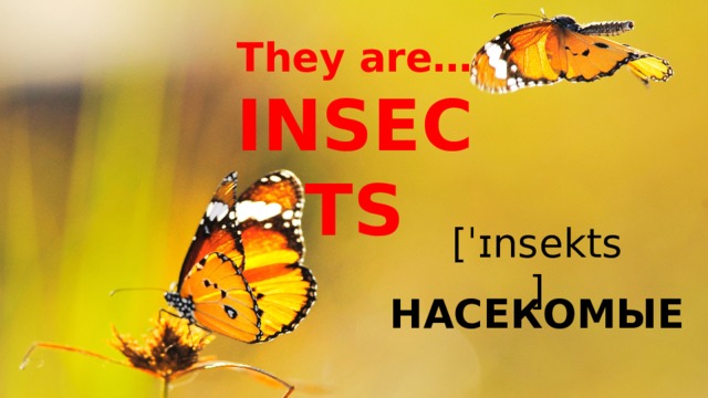 They are…  INSECTS [ˈɪnsekts] НАСЕКОМЫЕ 