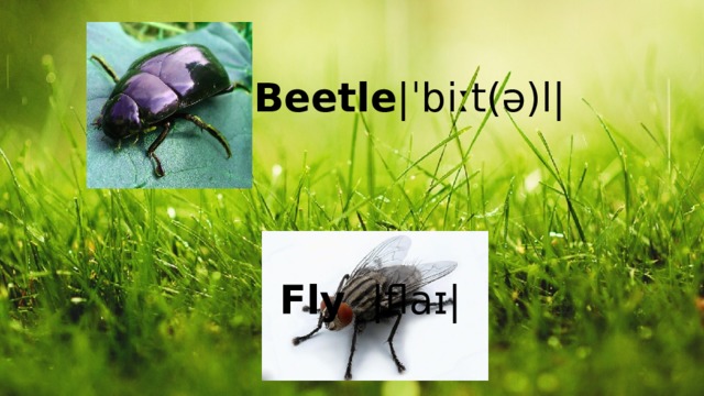 Beetle |ˈbiːt(ə)l| Fly  |flaɪ| 