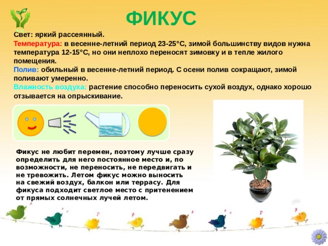 ФИКУС Свет: яркий рассеянный. Температура: в весенне-летний период 23-25°C, зимой большинству видов нужна температура 12-15°C, но они неплохо переносят зимовку и в тепле жилого помещения. Полив: обильный в весенне-летний период. С осени полив сокращают, зимой поливают умеренно. Влажность воздуха: растение способно переносить сухой воздух, однако хорошо отзывается на опрыскивание. Фикус не любит перемен, поэтому лучше сразу определить для него постоянное место и, по возможности, не переносить, не передвигать и не тревожить. Летом фикус можно выносить на свежий воздух, балкон или террасу. Для фикуса подходит светлое место с притенением от прямых солнечных лучей летом. 