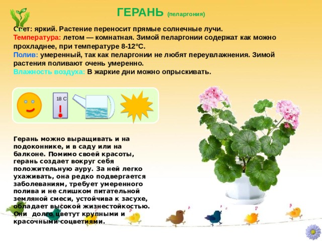 ГЕРАНЬ (пеларгония) Свет: яркий. Растение переносит прямые солнечные лучи. Температура: летом — комнатная. Зимой пеларгонии содержат как можно прохладнее, при температуре 8-12°С. Полив: умеренный, так как пеларгонии не любят переувлажнения. Зимой растения поливают очень умеренно. Влажность воздуха: В жаркие дни можно опрыскивать. 18 С Герань можно выращивать и на подоконнике, и в саду или на балконе. Помимо своей красоты, герань создает вокруг себя положительную ауру. За ней легко ухаживать, она редко подвергается заболеваниям, требует умеренного полива и не слишком питательной земляной смеси, устойчива к засухе, обладает высокой жизнестойкостью. Они долго цветут крупными и красочными соцветиями. 