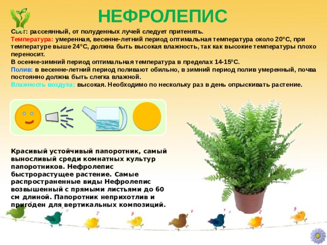 НЕФРОЛЕПИС Свет: рассеянный, от полуденных лучей следует притенять. Температура: умеренная, весенне-летний период оптимальная температура около 20°C, при температуре выше 24°C, должна быть высокая влажность, так как высокие температуры плохо переносит.  В осенне-зимний период оптимальная температура в пределах 14-15°C. Полив: в весенне-летний период поливают обильно, в зимний период полив умеренный, почва постоянно должна быть слегка влажной. Влажность воздуха: высокая. Необходимо по нескольку раз в день опрыскивать растение. Красивый устойчивый папоротник, самый выносливый среди комнатных культур папоротников. Нефролепис быстрорастущее растение. Самые распространенные виды Нефролепис возвышенный с прямыми листьями до 60 см длиной. Папоротник неприхотлив и пригоден для вертикальных композиций. 