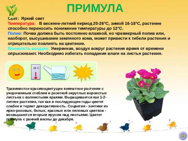  ПРИМУЛА Свет: Яркий свет Температура: В весенне-летний период 20-26°C, зимой 16-18°C, растение способно переносить понижение температуры до 12°C. Полив: Почва должна быть постоянно влажной, но чрезмерный полив или, наоборот, высушивание земляного кома, может привести к гибели растения и отрицательно повлиять на цветение. Влажность воздуха: Умеренная, воздух вокруг растения время от времени опрыскивают. Необходимо избегать попадания влаги на листья растения. 18 С Травянистое красивоцветущее комнатное растение с укороченным стеблем и розеткой округлых ворсистых листьев с волнистыми краями. Выращивается как 1-2-летнее растение, так как в последующие годы цветет слабее и теряет декоративность. Соцветия - зонтики из ярко-розовых, белых, красных или лиловых цветков - возвышаются вторым ярусом над листьями. Цветет примула с ранней весны до декабря. 
