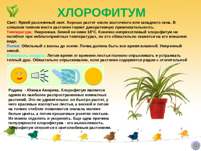 ХЛОРОФИТУМ Свет: Яркий рассеянный свет. Хорошо растет около восточного или западного окна. В слишком темном месте растение теряет декоративную привлекательность. Температура: Умеренная. Зимой не ниже 18°С. Конечно неприхотливый хлорофитум не погибнет при неблагоприятных температурах, но это обязательно скажется на его внешнем виде. Полив: Обильный с весны до осени. Почва должна быть все время влажной. Умеренный зимой. Влажность воздуха: Летом время от времени листья полезно опрыскивать и устраивать теплый душ. Обязательно опрыскивание, если растение содержится рядом с отопительной Родина - Южная Америка. Хлорофитум является одним из наиболее распространенных комнатных растений. Это не удивительно: он быстро растет, у него красивые изогнутые листья, а весной и летом на тонких стеблях появляются сначала мелкие белые цветы, а потом крошечные розетки листьев. Их можно отделить и укоренить. Еще одна причина популярности хлорофитума - его выносливость. Хлорофитум относится к светолюбивым растениям. 