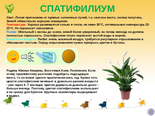СПАТИФИЛИУМ Свет: Летом притенение от прямых солнечных лучей, т.е. светлое место, легкая полутень. Зимой обязательно хорошее освещение. Температура: Хорошо развивается только в тепле, не ниже 18°C, оптимальная температура 22-23°C. Не переносит сквозняков. Полив: Обильный с весны до осени, зимой более умеренный, но почва никогда не должна полностью пересыхать. Спатифиллюм плохо переносит застой воды в корнях. Влажность воздуха: Любит очень влажный воздух, требуется регулярное опрыскивание и обмывание листьев. Перед опрыскиванием нужно прикрыть цветки и бутоны. Родина Южная Америка, Восточная Азия, Полинезия. Если этому травянистому растению подобрать подходящее место, то он может цвести практически весь год. Кроме того, цвести спатифиллюм начинает в довольно раннем возрасте - уже через 6 -7 месяцев. Цветки держаться довольно долго - больше месяца. Поэтому, цветки спатифиллюма используют и на срезку для букетов. Крупные экземпляры выращивают в кадках. 