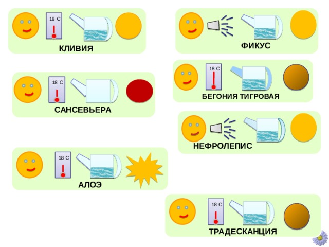 18 С ФИКУС КЛИВИЯ 18 С 18 С БЕГОНИЯ ТИГРОВАЯ САНСЕВЬЕРА НЕФРОЛЕПИС 18 С АЛОЭ 18 С ТРАДЕСКАНЦИЯ 