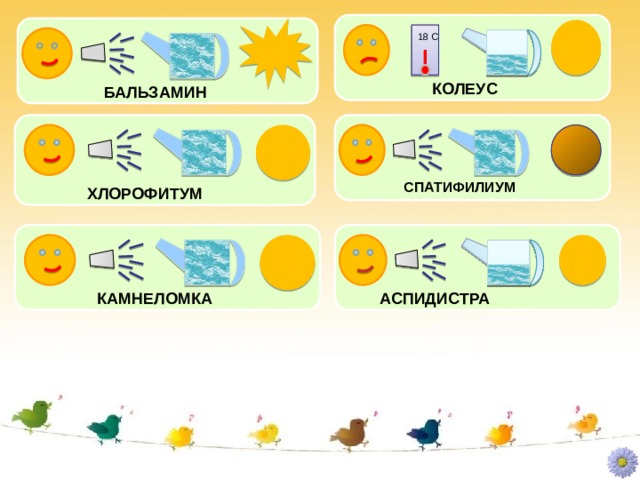 18 С КОЛЕУС БАЛЬЗАМИН СПАТИФИЛИУМ ХЛОРОФИТУМ КАМНЕЛОМКА АСПИДИСТРА 