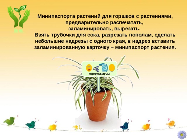 Минипаспорта растений для горшков с растениями, предварительно распечатать,  заламинировать, вырезать.  Взять трубочки для сока, разрезать пополам, сделать небольшие надрезы с одного края, в надрез вставить заламинированную карточку – минипаспорт растения. ХЛОРОФИТУМ 