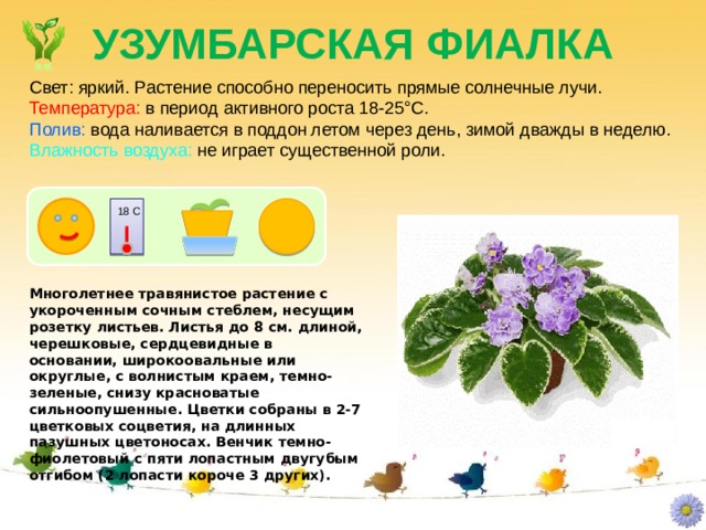 УЗУМБАРСКАЯ ФИАЛКА Свет: яркий. Растение способно переносить прямые солнечные лучи. Температура: в период активного роста 18-25°C. Полив: вода наливается в поддон летом через день, зимой дважды в неделю. Влажность воздуха: не играет существенной роли. 18 С Многолетнее травянистое растение с укороченным сочным стеблем, несущим розетку листьев. Листья до 8 см. длиной, черешковые, сердцевидные в основании, широкоовальные или округлые, с волнистым краем, темно- зеленые, снизу красноватые сильноопушенные. Цветки собраны в 2-7 цветковых соцветия, на длинных пазушных цветоносах. Венчик темно- фиолетовый с пяти лопастным двугубым отгибом (2 лопасти короче 3 других). 