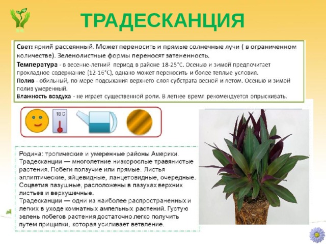 ТРАДЕСКАНЦИЯ 18 С Многолетнее травянистое растение с укороченным сочным стеблем, несущим розетку листьев. Листья до 8 см. длиной, черешковые, сердцевидные в основании, широкоовальные или округлые, с волнистым краем, темно- зеленые, снизу красноватые сильноопушенные. Цветки собраны в 2-7 цветковых соцветия, на длинных пазушных цветоносах. Венчик темно- фиолетовый с пяти лопастным двугубым отгибом (2 лопасти короче 3 других). 