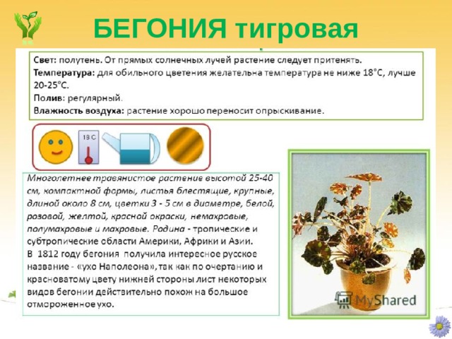 БЕГОНИЯ тигровая 