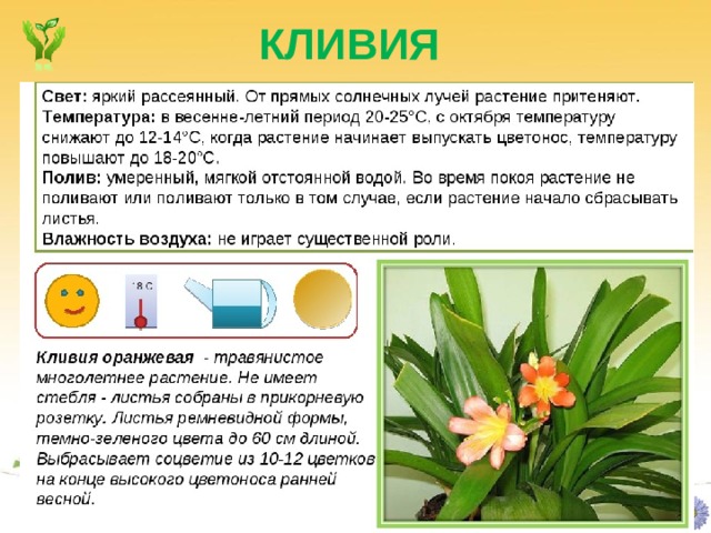 КЛИВИЯ 