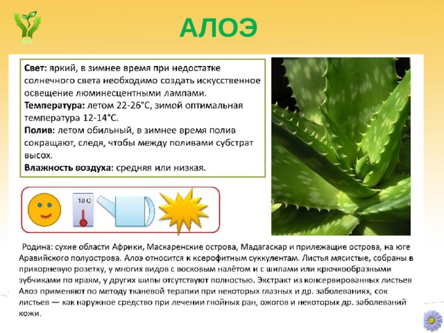 АЛОЭ 