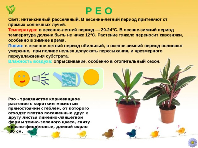 Р Е О Свет: интенсивный рассеянный. В весенне-летний период притеняют от прямых солнечных лучей. Температура: в весенне-летний период — 20-24°С. В осенне-зимний период температура должна быть не ниже 12°С. Растение тяжело переносит сквозняки, особенно в зимнее время. Полив: в весенне-летний период обильный, в осенне-зимний период поливают умеренно, при поливе нельзя допускать пересыхания, и чрезмерного переувлажнения субстрата. Влажность воздуха: опрыскивание, особенно в отопительный сезон. Рэо - травянистое корневищное растение с коротким мясистым прямостоячим стеблем, от которого отходят плотно посаженные друг к другу листья линейно-ланцетной формы темно-зеленого цвета, снизу красно-фиолетовые, длиной около  30 см. 