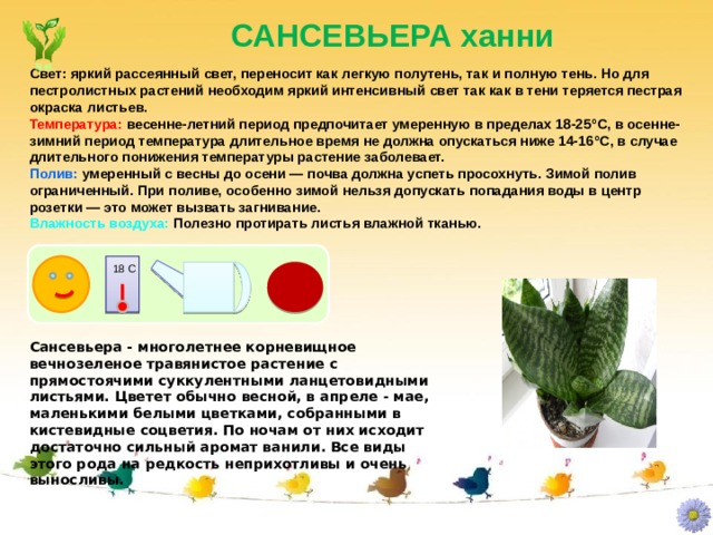 САНСЕВЬЕРА ханни Свет: яркий рассеянный свет, переносит как легкую полутень, так и полную тень. Но для пестролистных растений необходим яркий интенсивный свет так как в тени теряется пестрая окраска листьев. Температура: весенне-летний период предпочитает умеренную в пределах 18-25°С, в осенне-зимний период температура длительное время не должна опускаться ниже 14-16°С, в случае длительного понижения температуры растение заболевает. Полив: умеренный с весны до осени — почва должна успеть просохнуть. Зимой полив ограниченный. При поливе, особенно зимой нельзя допускать попадания воды в центр розетки — это может вызвать загнивание. Влажность воздуха: Полезно протирать листья влажной тканью. 18 С Сансевьера - многолетнее корневищное вечнозеленое травянистое растение с прямостоячими суккулентными ланцетовидными листьями. Цветет обычно весной, в апреле - мае, маленькими белыми цветками, собранными в кистевидные соцветия. По ночам от них исходит достаточно сильный аромат ванили. Все виды этого рода на редкость неприхотливы и очень выносливы. 