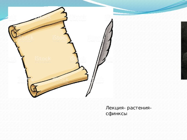 Лекция- растения-сфинксы 