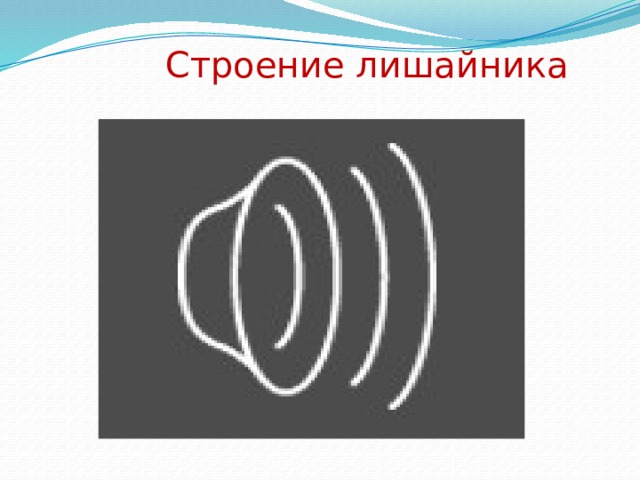 Строение лишайника 