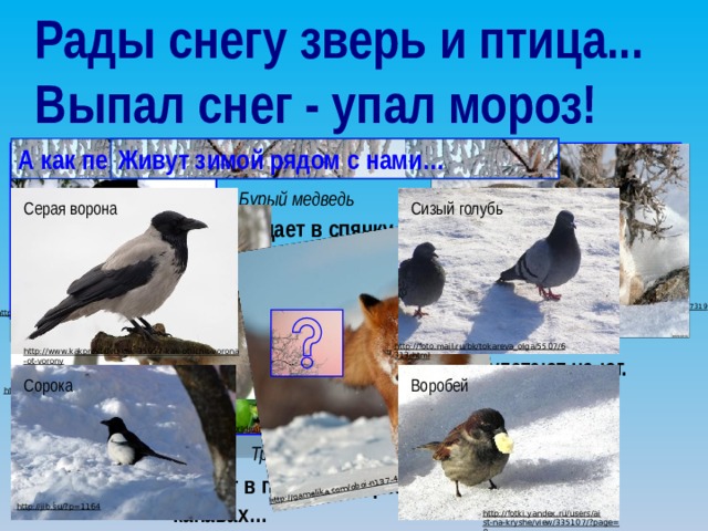 Рады снегу зверь и птица... Выпал снег - упал мороз! http://gamelika.com/oboi-n137-4  А как переживают зиму … Живут зимой рядом с нами… Бурый медведь Сизый голубь Серая ворона впадает в спячку. http://www.stihi.ru/2011/12/13/7319  http://fototelegraf.ru/?p=110119  Журавли http://pochemuchca.ru/naturalist/priroda26.html  http://foto.mail.ru/bk/tokareva_olga/5507/6313.html  http://www.kakprosto.ru/kak-35957-kak-otlichit-vorona-ot-vorony  улетают на юг. Сорока Воробей http://vfl.ru/fotos/9fcf476988370_1206.html  http://worldencyclo.ru/?cat=3  Травяная лягушка зимует в проточных реках, ручьях, канавах… http://jib.su/?p=1164  http://fotki.yandex.ru/users/aist-na-kryshe/view/335107/?page=0  