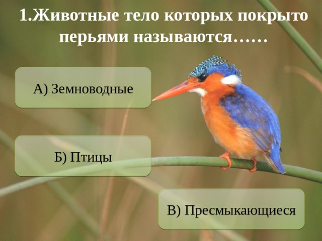 1.Животные тело которых покрыто перьями называются…… А) Земноводные Б) Птицы В) Пресмыкающиеся 