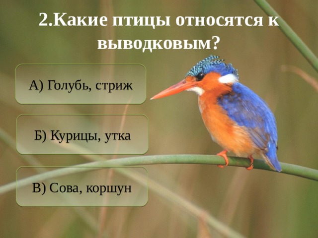 2.Какие птицы относятся к выводковым? А) Голубь, стриж Б) Курицы, утка В) Сова, коршун 