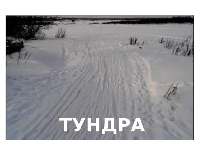 ТУНДРА 