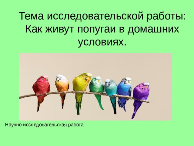 Тема исследовательской работы:  Как живут попугаи в домашних условиях. Научно-исследовательская работа 