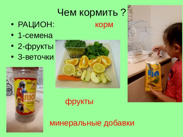 Чем кормить ? РАЦИОН: корм 1-семена 2-фрукты 3-веточки     фрукты  минеральные добавки Что бы питомец получал достаточно витаминов и минералов , следует покупать готовые корма(норма написано на упаковке).В который входит: овес, просо, льяное семя, луговые травы, семена подсолнечника. Дополнительно можно установить кусочек минерального камня или же минералы в отдельной посуде. Можно так же прикармливать разными фруктами , но только теми которые им разрешены.  