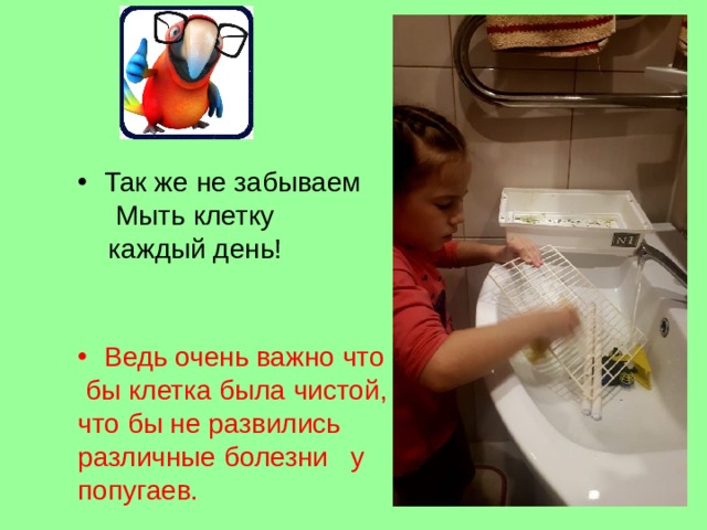 Так же не забываем  Мыть клетку  каждый день! Ведь очень важно что  бы клетка была чистой, что бы не развились различные болезни у попугаев. 