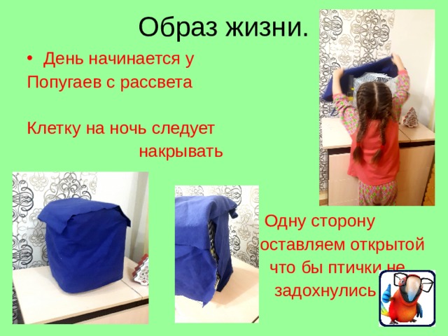Образ жизни. День начинается у Попугаев с рассвета  Клетку на ночь следует  накрывать  Одну сторону  оставляем открытой  что бы птички не  задохнулись Клетку на ночь следует накрывать, потому что как только в нее проникает свет, птички защебечет и забегает. Одну сторону клетки нужно оставлять открытой что бы птичка не задохнулись.  