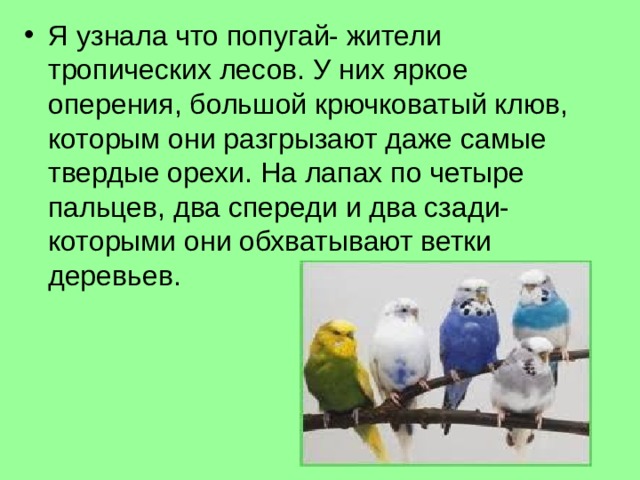 Я узнала что попугай- жители тропических лесов. У них яркое оперения, большой крючковатый клюв, которым они разгрызают даже самые твердые орехи. На лапах по четыре пальцев, два спереди и два сзади- которыми они обхватывают ветки деревьев. 