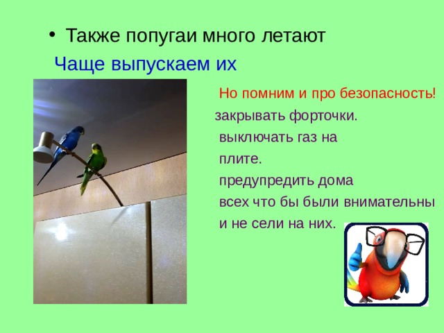 Также попугаи много летают  Чаще выпускаем их  Но помним и про безопасность!  закрывать форточки.  выключать газ на  плите.  предупредить дома  всех что бы были внимательны  и не сели на них. Можно так же поиграть с ними .Эти птички быстро увлекаются самыми разными играми, а игрушкой может стать любой предмет: карандаш, резинка от волос, ложка и т. д .  