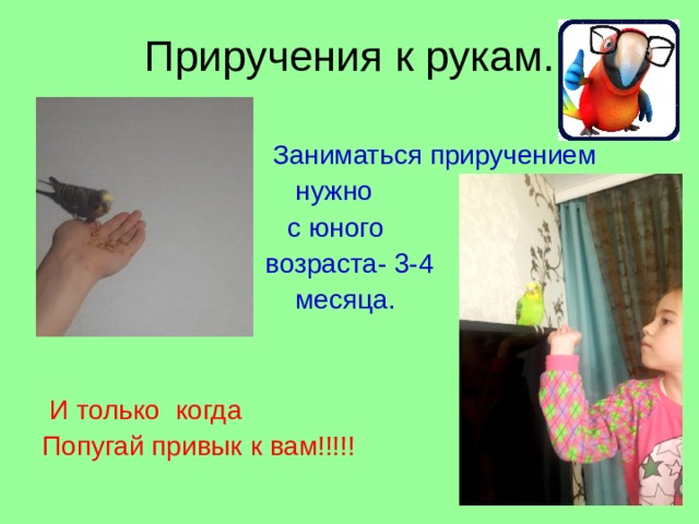 Приручения к рукам.  Заниматься приручением  нужно  с юного  возраста- 3-4  месяца.    И только когда Попугай привык к вам!!!!! Приручения можно заниматься только тогда он к вам привык. После того как он вас узнает, можно приручать к рукам, то есть нужно не кормить некоторое время и когда он очень голоден, дать корм в руке и постепенно он привыкнет к вашим рукам.  