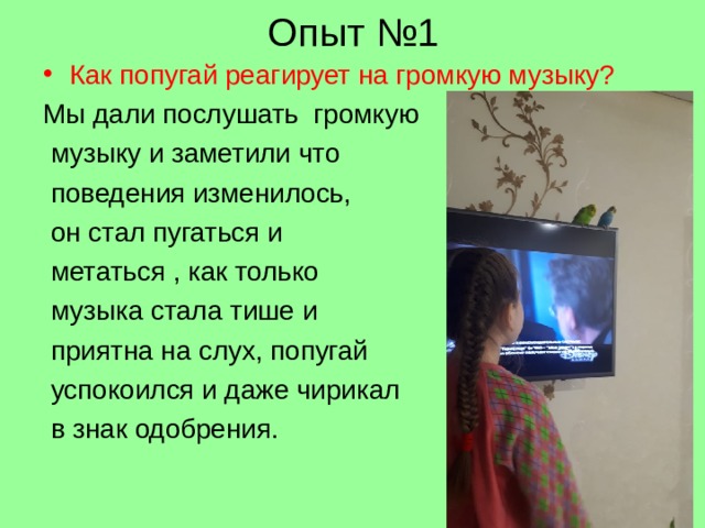 Опыт №1 Как попугай реагирует на громкую музыку? Мы дали послушать громкую  музыку и заметили что  поведения изменилось,  он стал пугаться и  метаться , как только  музыка стала тише и  приятна на слух, попугай  успокоился и даже чирикал  в знак одобрения. 