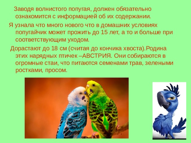  Заводя волнистого попугая, должен обязательно ознакомится с информацией об их содержании. Я узнала что много нового что в домашних условиях попугайчик может прожить до 15 лет, а то и больше при соответствующим уходом.  Дорастают до 18 см (считая до кончика хвоста).Родина этих нарядных птичек –АВСТРИЯ. Они собираются в огромные стаи, что питаются семенами трав, зелеными ростками, просом. 