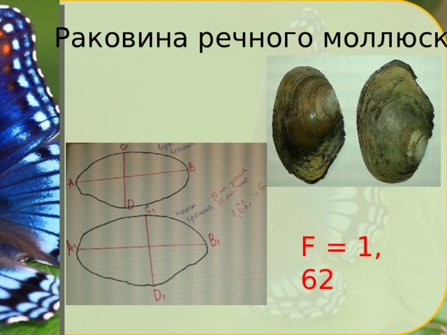 Раковина речного моллюска F = 1, 62 