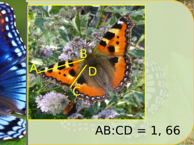В А D С АВ:СD = 1, 66 