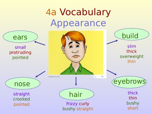 4 a Vocabulary  Appearance build ears slim thick overweight thin small protruding pointed eyebrows nose hair thick thin bushy short straight crooked pointed frizzy curly bushy straight  