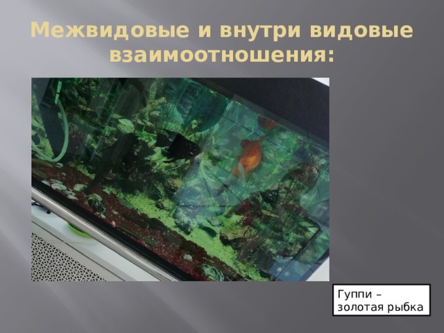 Гуппи – золотая рыбка Межвидовые и внутри видовые взаимоотношения:  