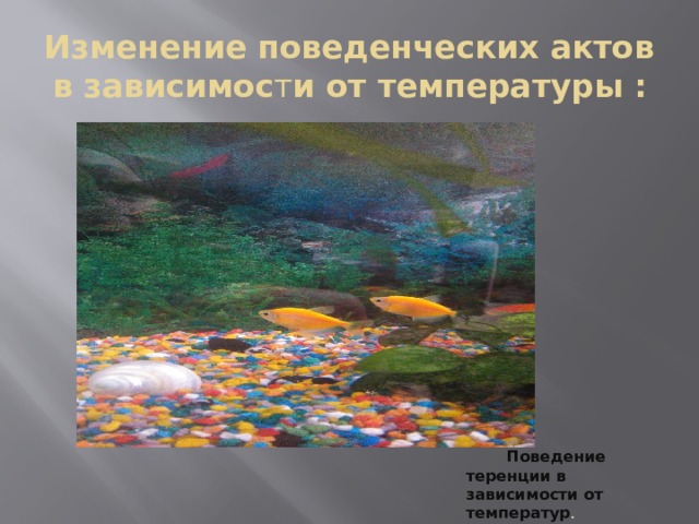 Изменение поведенческих актов в зависимос т и от температуры : Поведение теренции в зависимости от температур . 