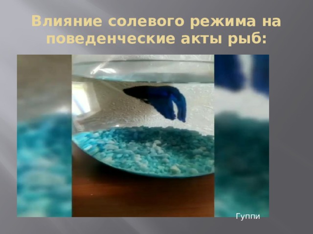 Влияние солевого режима на поведенческие акты рыб: Гуппи 