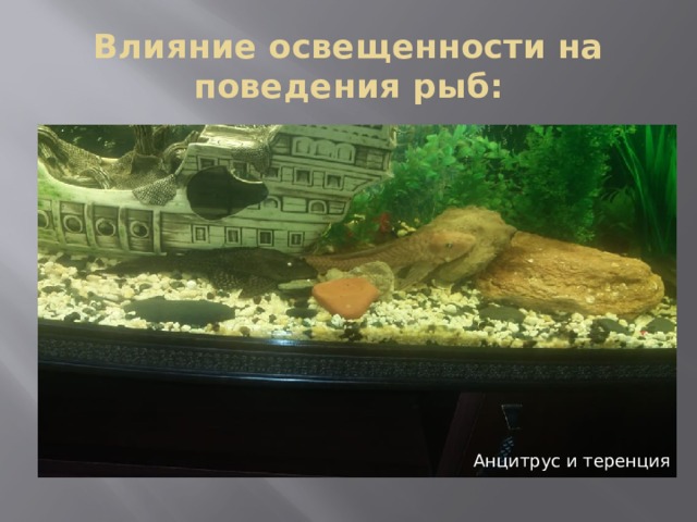 Влияние освещенности на поведения рыб: Анцитрус и теренция 