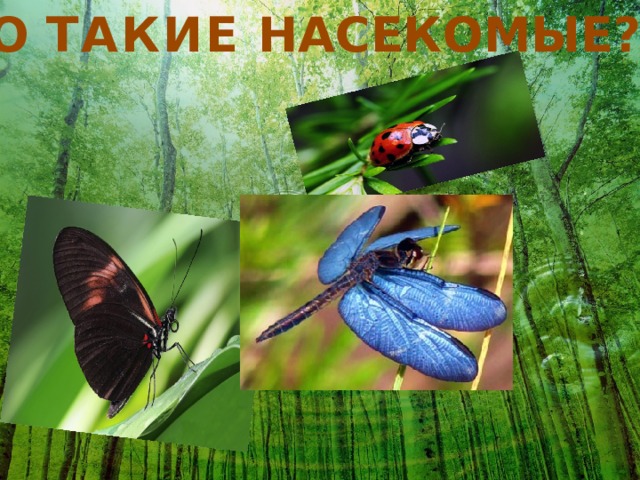 КТО ТАКИЕ НАСЕКОМЫЕ? 