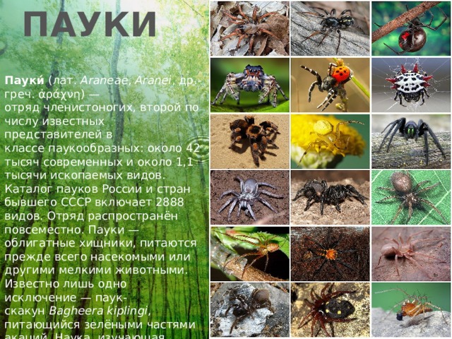 ПАУКИ Пауки́  (лат.  Araneae ,  Aranei , др.-греч. ἀράχνη) — отряд членистоногих, второй по числу известных представителей в классе паукообразных: около 42 тысяч современных и около 1,1 тысячи ископаемых видов. Каталог пауков России и стран бывшего СССР включает 2888 видов. Отряд распространён повсеместно. Пауки — облигатные хищники, питаются прежде всего насекомыми или другими мелкими животными. Известно лишь одно исключение — паук-скакун  Bagheera kiplingi , питающийся зелёными частями акаций. Наука, изучающая пауков, называется арахнологией. 