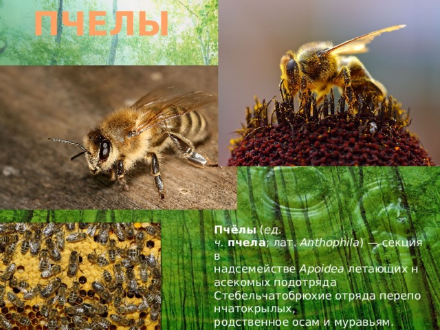 ПЧЕЛЫ Пчёлы  ( ед. ч.   пчела ; лат.  Anthophila ) — секция в надсемействе  Apoidea  летающих насекомых подотряда Стебельчатобрюхие отряда перепончатокрылых, родственное осам и муравьям. Наука о пчёлах называется апиология (апидология). 