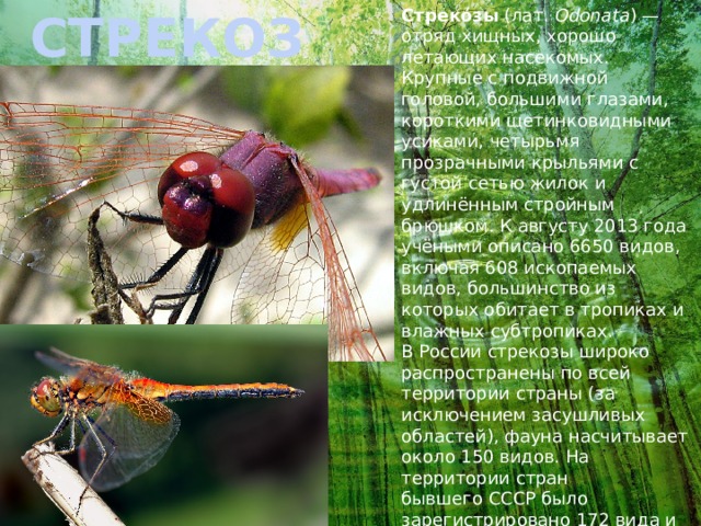 СТРЕКОЗЫ Стреко́зы  (лат.  Odonata ) — отряд хищных, хорошо летающих насекомых. Крупные с подвижной головой, большими глазами, короткими щетинковидными усиками, четырьмя прозрачными крыльями с густой сетью жилок и удлинённым стройным брюшком. К августу 2013 года учёными описано 6650 видов, включая 608 ископаемых видов, большинство из которых обитает в тропиках и влажных субтропиках. В России стрекозы широко распространены по всей территории страны (за исключением засушливых областей), фауна насчитывает около 150 видов. На территории стран бывшего СССР было зарегистрировано 172 вида и 69 подвидов стрекоз, объединяемых в 52 рода, 10 семейств и 3 подотряда. Раздел энтомологии, посвящённый изучению стрекоз, называется одонатологией. 