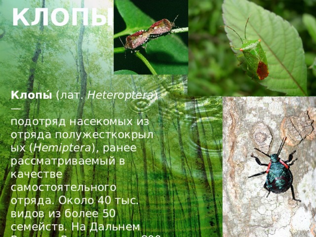 КЛОПЫ Клопы́  (лат.  Heteroptera ) — подотряд насекомых из отряда полужесткокрылых ( Hemiptera ), ранее рассматриваемый в качестве самостоятельного отряда. Около 40 тыс. видов из более 50 семейств. На Дальнем Востоке России около 800 видов (для бывшего СССР указывалось свыше 2000 видов). 