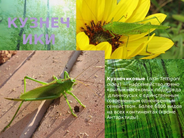 КУЗНЕЧИКИ Кузне́чиковые  (лат.  Tettigonioidea ) — надсемейство прямокрылых насекомых подотряда длинноусых с единственным современным одноименным семейством. Более 6800 видов на всех континентах (кроме Антарктиды). 