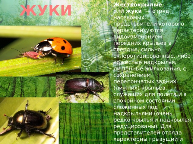 ЖУКИ Жесткокрылые , или  жуки   — отряд насекомых, представители которого характеризуются видоизменением передних крыльев в твёрдые, сильно склеротизированные, либо кожистые надкрылья, лишённые жилкования, с сохранением перепончатых задних (нижних) крыльев, служащих для полёта и в спокойном состоянии сложенных под надкрыльями (очень редко крылья и надкрылья редуцированы). Для представителей отряда характерны грызущий и жующий ротовой аппарат, развитая передняя часть груди, подвижное сочленение переднегруди с её средней частью 