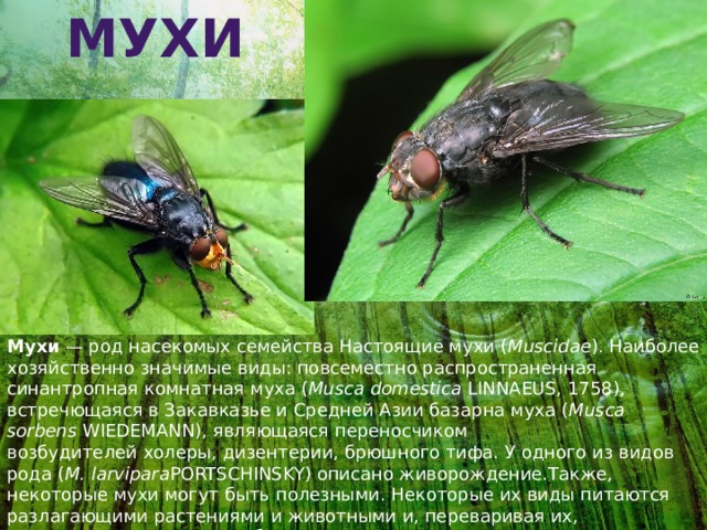 Мухи Мухи  — род насекомых семейства Настоящие мухи ( Muscidae ). Наиболее хозяйственно значимые виды: повсеместно распространенная синантропная комнатная муха ( Musca domestica   Linnaeus, 1758 ), встречющаяся в Закавказье и Средней Азии базарна муха ( Musca sorbens   Wiedemann ), являющаяся переносчиком возбудителей холеры, дизентерии, брюшного тифа. У одного из видов рода ( M. larvipara Portschinsky ) описано живорождение.Также, некоторые мухи могут быть полезными. Некоторые их виды питаются разлагающими растениями и животными и, переваривая их, превращают в вещества обогащающие почву. Другие виды являются эффективными опылителями, переносящими пыльцу с одного растения на другое. 