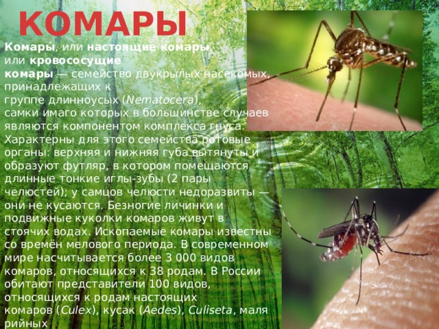 КОМАРЫ Комары́ , или  настоящие комары , или  кровососущие комары  — семейство двукрылых насекомых, принадлежащих к группе длинноусых ( Nematocera ), самки имаго которых в большинстве случаев являются компонентом комплекса гнуса. Характерны для этого семейства ротовые органы: верхняя и нижняя губа вытянуты и образуют футляр, в котором помещаются длинные тонкие иглы-зубы (2 пары челюстей); у самцов челюсти недоразвиты — они не кусаются. Безногие личинки и подвижные куколки комаров живут в стоячих водах. Ископаемые комары известны со времён мелового периода. В современном мире насчитывается более 3 000 видов комаров, относящихся к 38 родам. В России обитают представители 100 видов, относящихся к родам настоящих комаров ( Culex ), кусак ( Aedes ),  Culiseta , малярийных комаров( Anopheles ),  Toxorhinchites ,  Uranotaenia ,  Orthopodomyia ,  Coquillettidia . Жизненный цикл комаров включает четыре стадии развития: яйцо → личинка → куколка → имаго, или взрослая особь. 